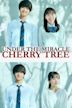 Under the Miracle Cherry Tree