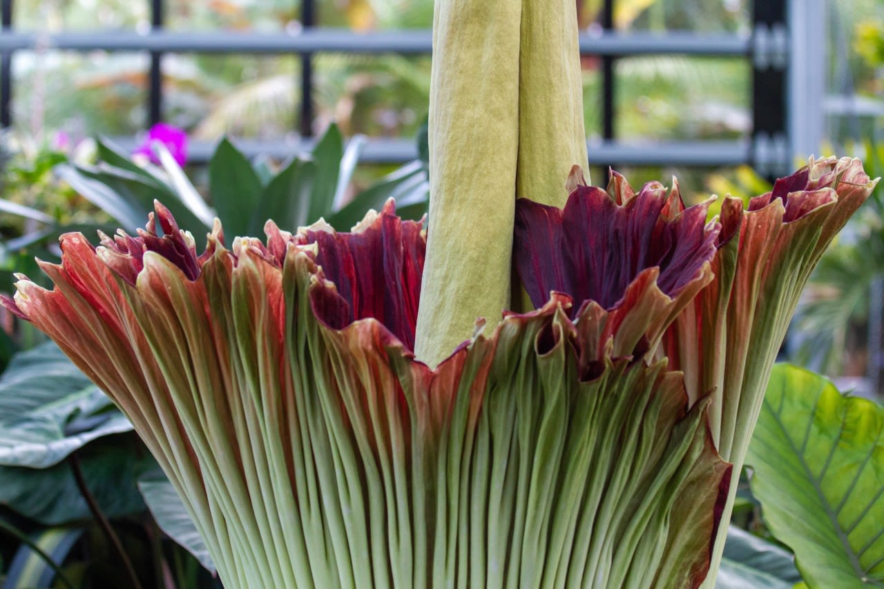 A ‘corpse flower’ is in bloom. How to catch a whiff