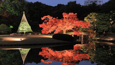 秋季限定美景錯過又要等明年！日本「夜楓名所」大盤點 夜色下追楓更浪漫 - 鏡週刊 Mirror Media