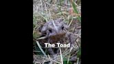 The Toad