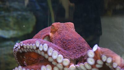 Oregon Coast Aquarium unveils new touch pool in renovated Rocky Coast gallery