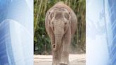 Death of second elephant at Dublin Zoo 'devastating'