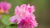 How and When to Prune Rhododendrons