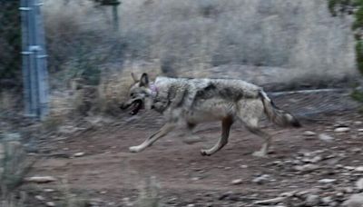 Asha, Southwest's wide-roaming Mexican wolf, will stay in captivity another breeding season