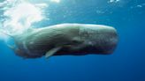 Scientists Discover a 'Phonetic Alphabet' Used by Sperm Whales, Moving One Step Closer to Decoding Their Chatter