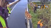 台版忠犬小八！小黃狗冒雨守候 終讓警方發現癱倒主人