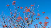 This mountain tree delivers a bounty of winter fruit for birds | Mystery Plant