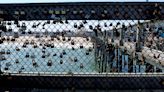 Ocean City's love locks come down, upsetting locals and visitors alike