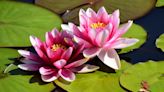 The Real Meaning and Symbolism of the Lotus Flower