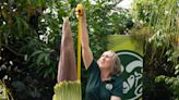 A corpse flower is blooming for first time after 8 years. Here’s how to watch