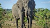 Elefante mata turista espanhol em reserva ambiental na África do Sul