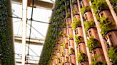 Indoor farms are remaking the produce market — at a cost to the planet