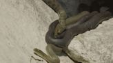 These snakes use gory special effects to fake their own deaths