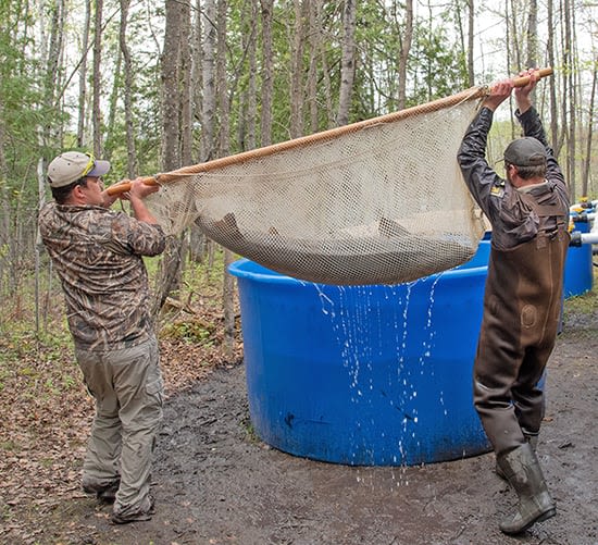 Documentary highlights Minnesota's Red River lake sturgeon recovery - Outdoor News