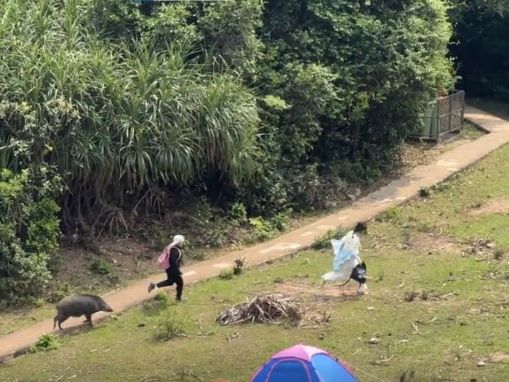 豬追人！遊客塔門露營遭野豬狂追 通山跑足半分鐘靠1招脫險