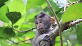 Ohio man pleads guilty to making and sharing videos of monkey torture