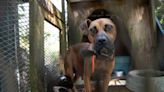 Massive raid should lead to a significant reduction in dog fighting in SC. What more can be done?