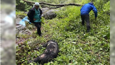 悲痛！瓦拉米步道台灣黑熊「左胸中彈」身亡 疑遭夜間盜獵者誤殺