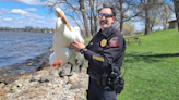 Winneconne Police Chief helps rescue American White Pelican from fishing line