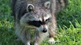 Pet dog exposed to rabid raccoon near Louisville