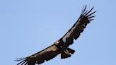 1987: California condors captured, saved from extinction (Updated)