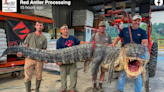 Gigantesco cocodrilo capturado en río de Mississippi implanta nuevo récord. ‘Una absoluta pesadilla’