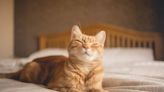 All cat owners face £500 fine from today unless they take immediate action