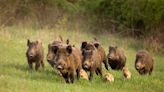 An invasive species of feral Canadian 'super pigs' could spread into the US
