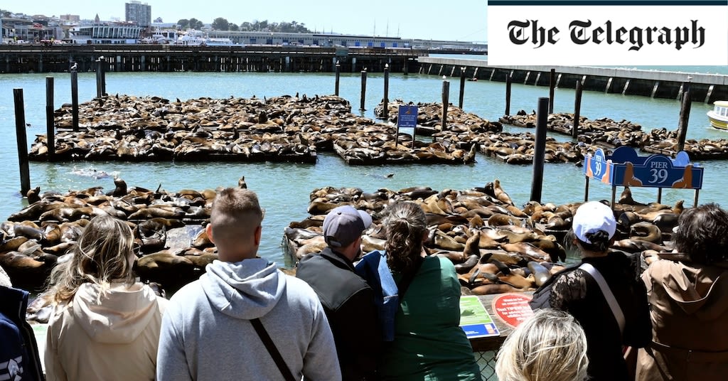 Pictured: Sea lions swarm San Francisco pier as population booms