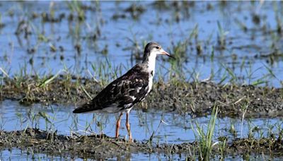 稀客「流蘇鷸」現蹤台南 北門農田濕地驚見3隻過境鳥 - 生活