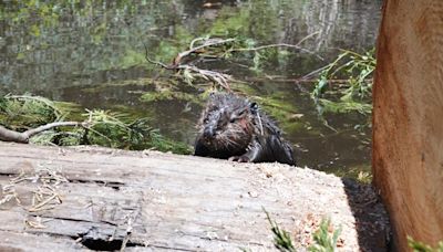 Beavers, back on tribal land after 100 years, could aid California's fragile ecosystem