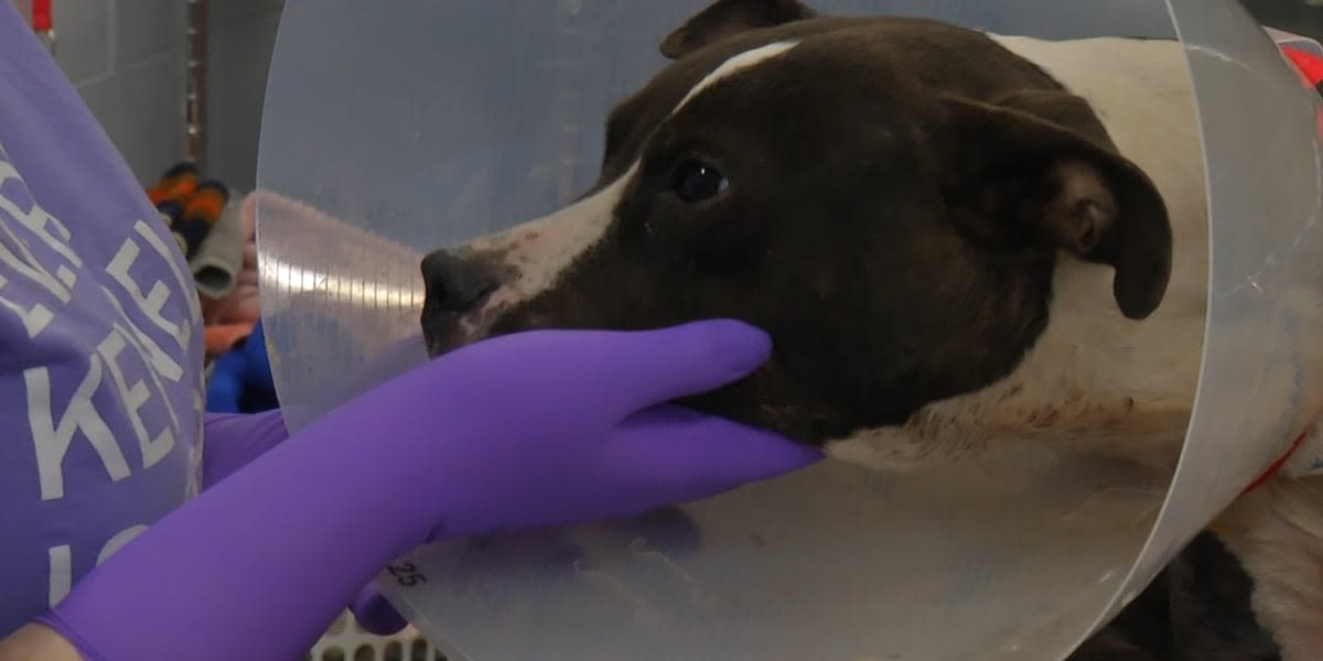 ‘You just see a broken spirit’: Dog found in ditch and left to die needs surgery, shelter says