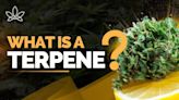 What Is a Terpene & How Do They Work?