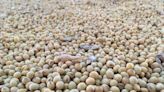 Brazilian farmers planting soybeans at faster pace, consultancies say