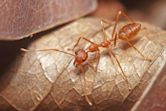 Weaver ant