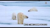 旅行社踩點驚喜！ 捕捉北極熊媽媽帶寶寶覓食