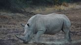 White rhino conservation project brings hope to rural Zimbabwean community