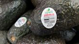 US will gradually resume avocado inspections in conflictive Mexican state, ambassador says