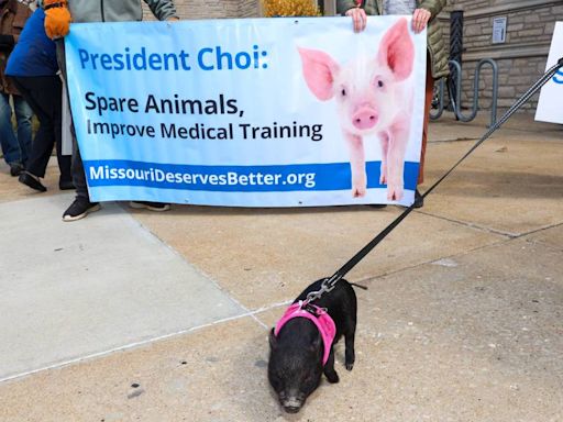 Does Mizzou med school train doctors on live pigs? What to know about protest campaign