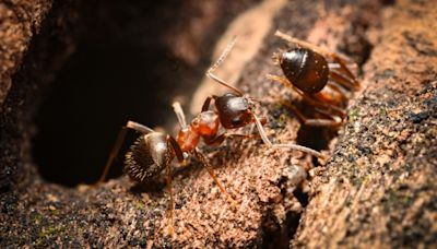 Meet the ManhattAnt, the ant that's taken New York's streets by storm