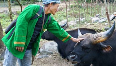 The indigenous community protecting Himalayan sacred cattle in India