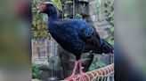 'Shy and scared' tropical bird escapes from zoo