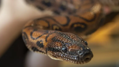 Boa snake has 14 babies after "virgin birth"