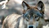 US House votes to remove wolves from endangered list in 48 states - East Idaho News