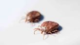 Why You Should Be Checking for Ticks This Winter