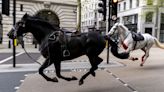 Blood-soaked horses that rampaged through London 'seriously injured'