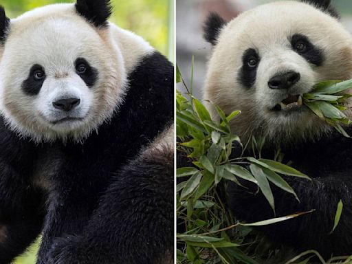 The Panda Party is back on as giant pandas will return to Washington's National Zoo by year's end