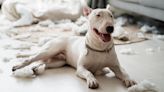 Conmoción en Colombia: un veterinario fue atacado por un perro bull terrier y quedó ciego