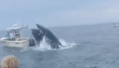 Watch: Whale crashes onto boat off New Hampshire coast