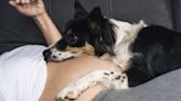 Dog has heartwarming gesture after hearing baby in pregnant owner's belly